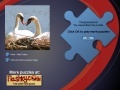 게임 Swans Puzzle