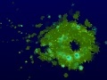 게임 Plankton Thing
