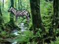 게임 Hidden Zebra