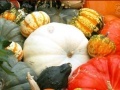 게임 Hidden Objects: Pumpkin Show