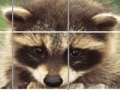 게임 Raccoon Puzzle