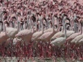 게임 Flamingos Slider