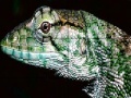 게임 Wild iguana slide puzzle
