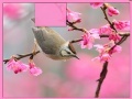 게임 Bird at Spring