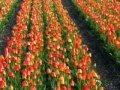 게임 Jigsaw: Tulip Field