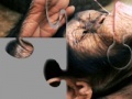 게임 Chimpanzee