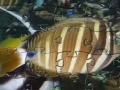 게임 Jigsaw: Fish