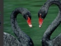 게임 Black Swans