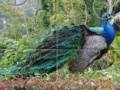 게임 Peacock Jigsaw Puzzle 