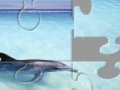 게임 Dolphin