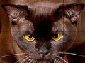 게임 Wild brown cat slide puzzle