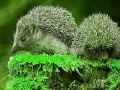 게임 Green Hedgehogs: Puzzle