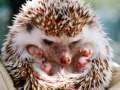 게임 Small hedgehog