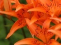 게임 Jigsaw: Orange Lilies