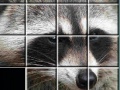 게임 Raccoon Puzzles
