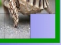 게임 Hungry turtle slide puzzle