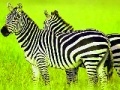 게임 Green Safari: Zebras Puzzle