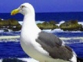 게임 Seagulls In The Ocean: Puzzle