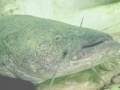 게임 Catfish Puzzle
