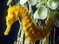 게임 Seahorse: Slide Puzzle