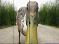 게임 Dizzy duck slide puzzle