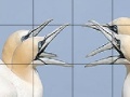 게임 Talkative white birds slide puzzle
