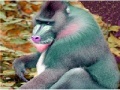 게임 Elderly Tired Baboon Puzzle