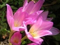 게임 Amazing Flowers 58