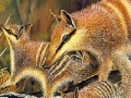 게임 Cute forest animals slide puzzle