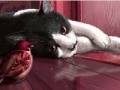 게임 Naughty Friends: Puzzle