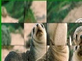 게임 Cute seals slide puzzle