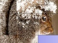 게임 Squirrel in the snow slide puzzle