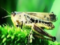 게임 Green grasshopper slide puzzle