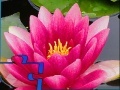 게임 Pink Water Lily Puzzle