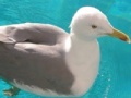 게임 Seagull: Sliding Puzzle