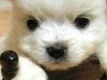 게임 Cute puppy