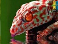 게임 Thirsty red gecko puzzle