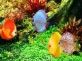 게임 Deep Colorful Ocean Fishes: Puzzle