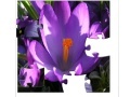 게임 Jigsaw Nature: Crocus