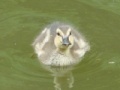 게임 Baby Ducks Jigsaw