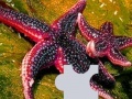 게임 Ocean sea stars puzzle