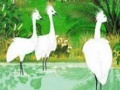 게임 Fabulous birds in the river puzzle