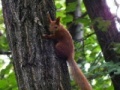 게임 Squirrel 2
