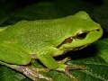 게임 Frog Slider