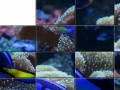 게임 Tropical Fish Slider Puzzle