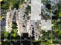 게임 Jigsaw: New Flowers