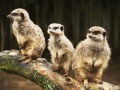 게임 Confused Meerkats Puzzle
