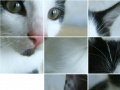 게임 Kitten Puzzle