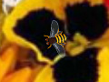 게임 Hidden Bee