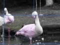 게임 Flamants Roses Puzzle